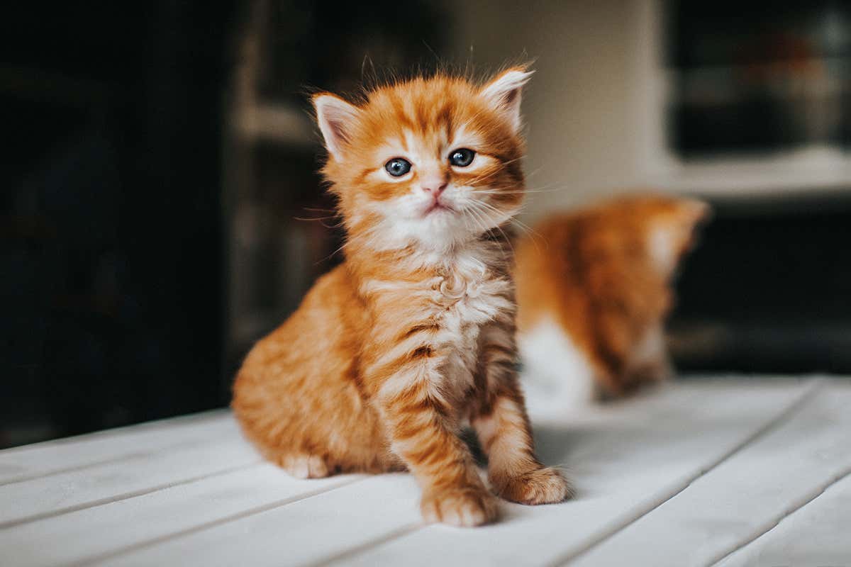 kitten