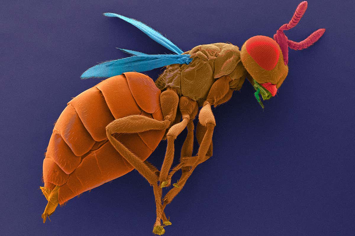 Male parasitic wasps can detect females inside an infected host fly