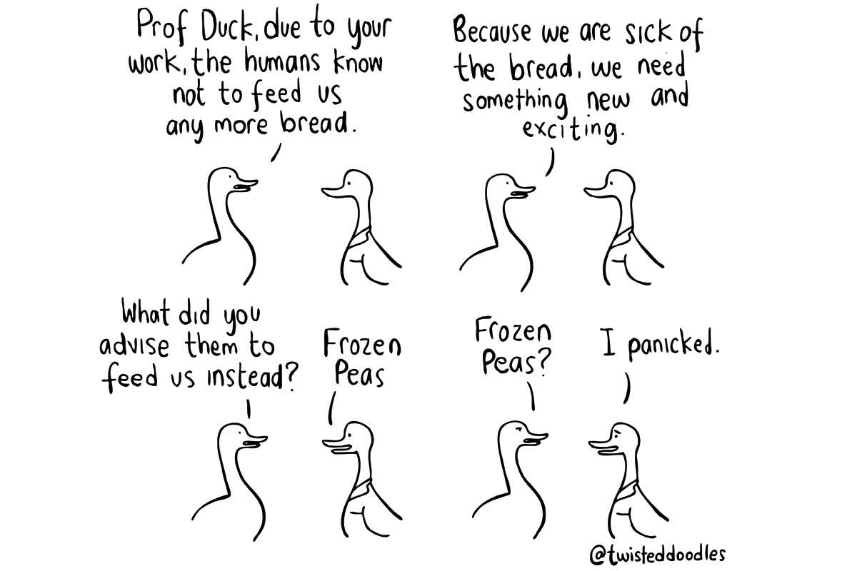 Twisteddoodles on what to feed ducks instead of bread