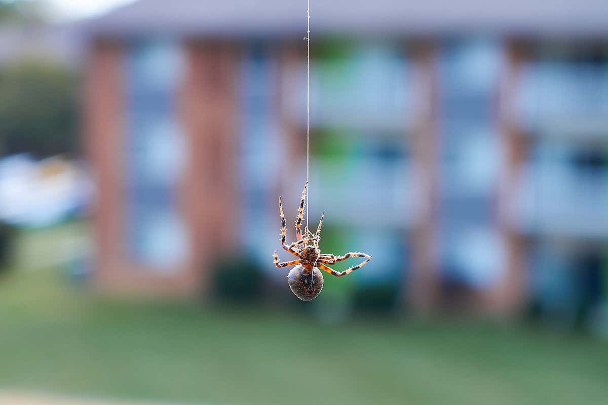 How do spiders abseil to the floor so quickly when disturbed?