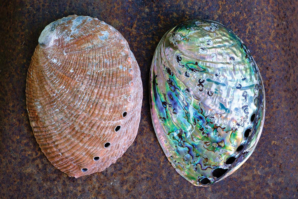 New Scientist. Science news and long reads from expert journalists, covering developments in science, technology, health and the environment on the website and the magazine.