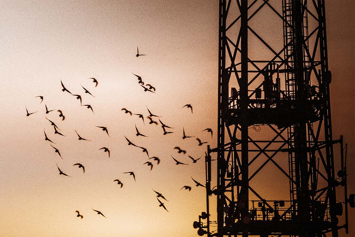 White noise could warn birds to avoid colliding with tall structures