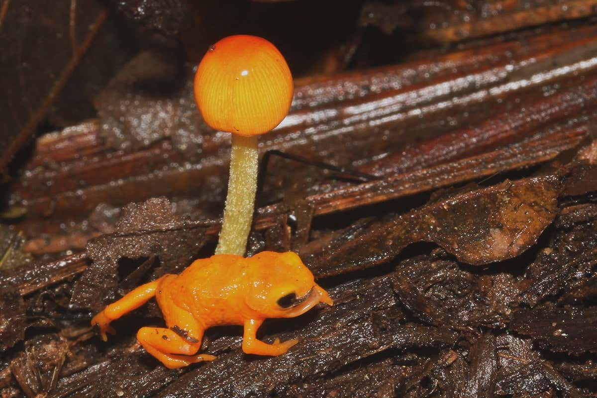 New species of 'pumpkin toadlet' poisonous frog found in Brazil