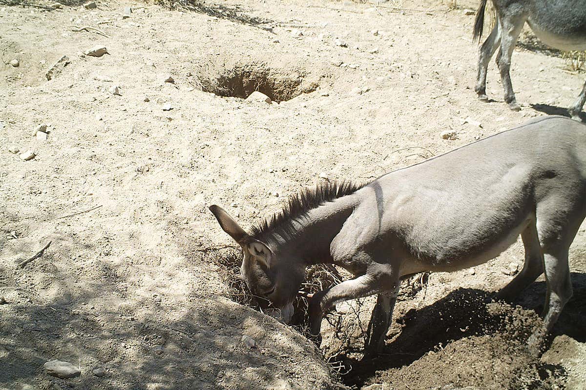 Donkey digging a well