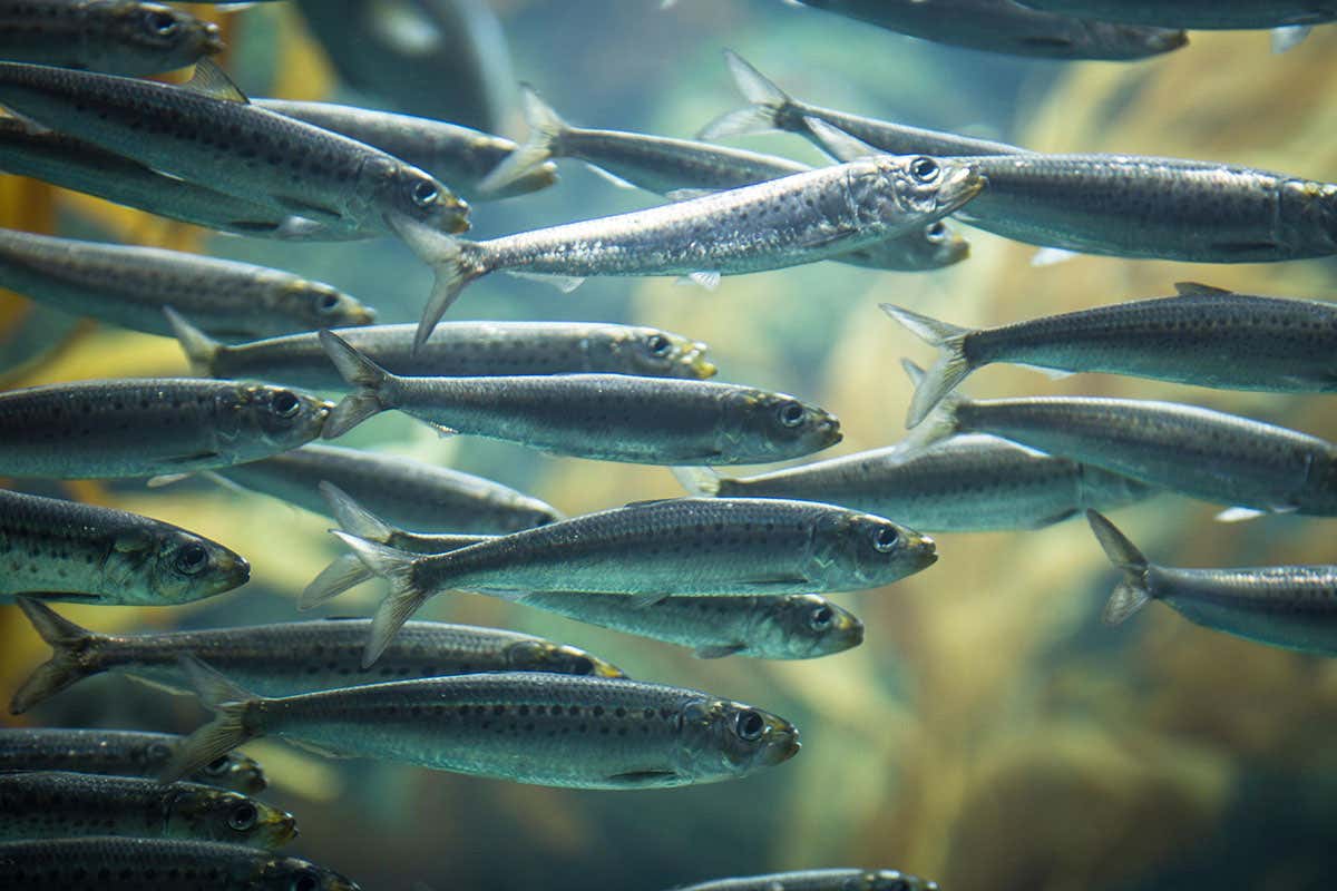 Sardines