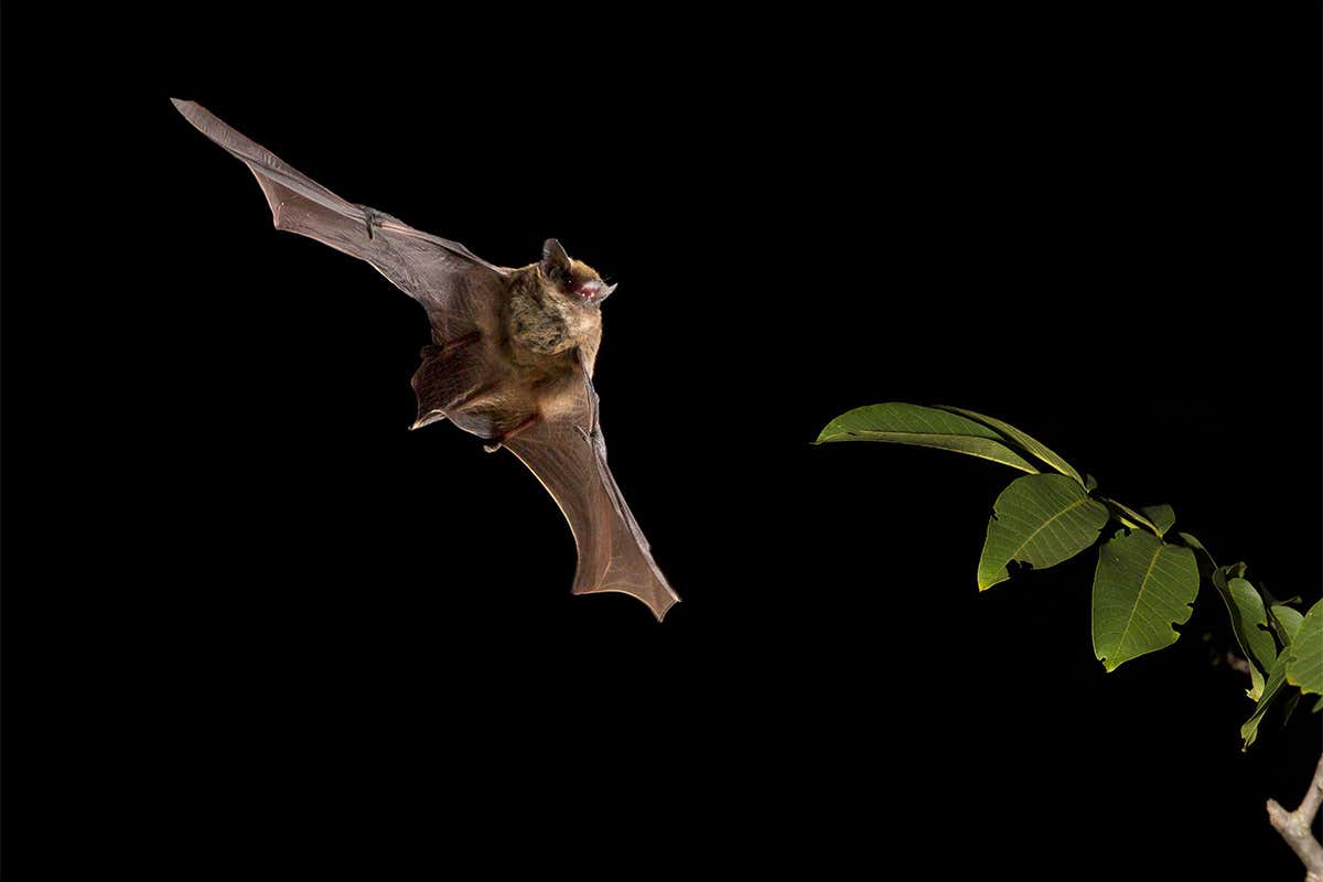 Bats don’t have to learn the speed of sound – they’re born knowing it
