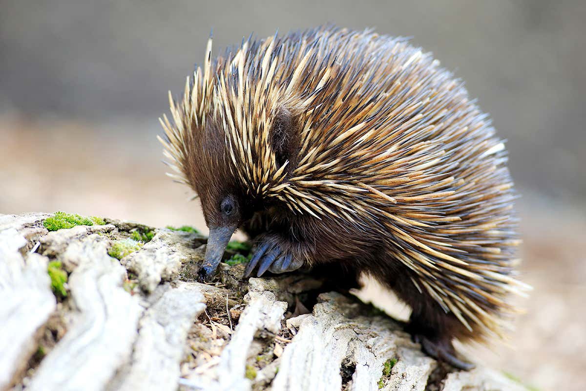 Short-beaked Echidna (Tachyglossus aculeatus) adult, foraging for food, South Australia, Australia