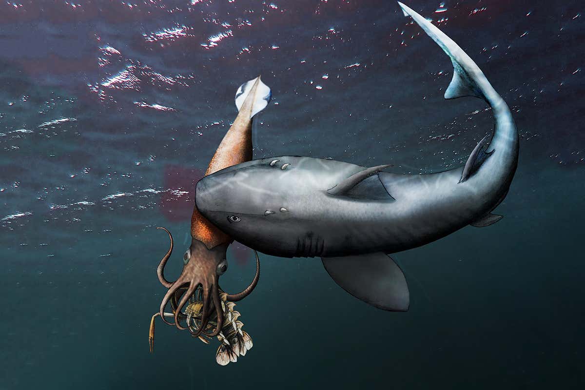 Fossil shows a shark eating a proto-squid as it ate a crustacean
