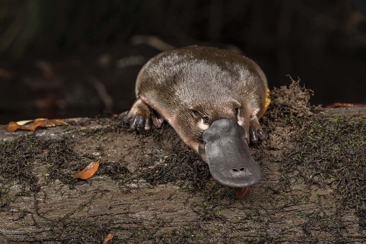 The platypus: What nature’s weirdest mammal says about our origins