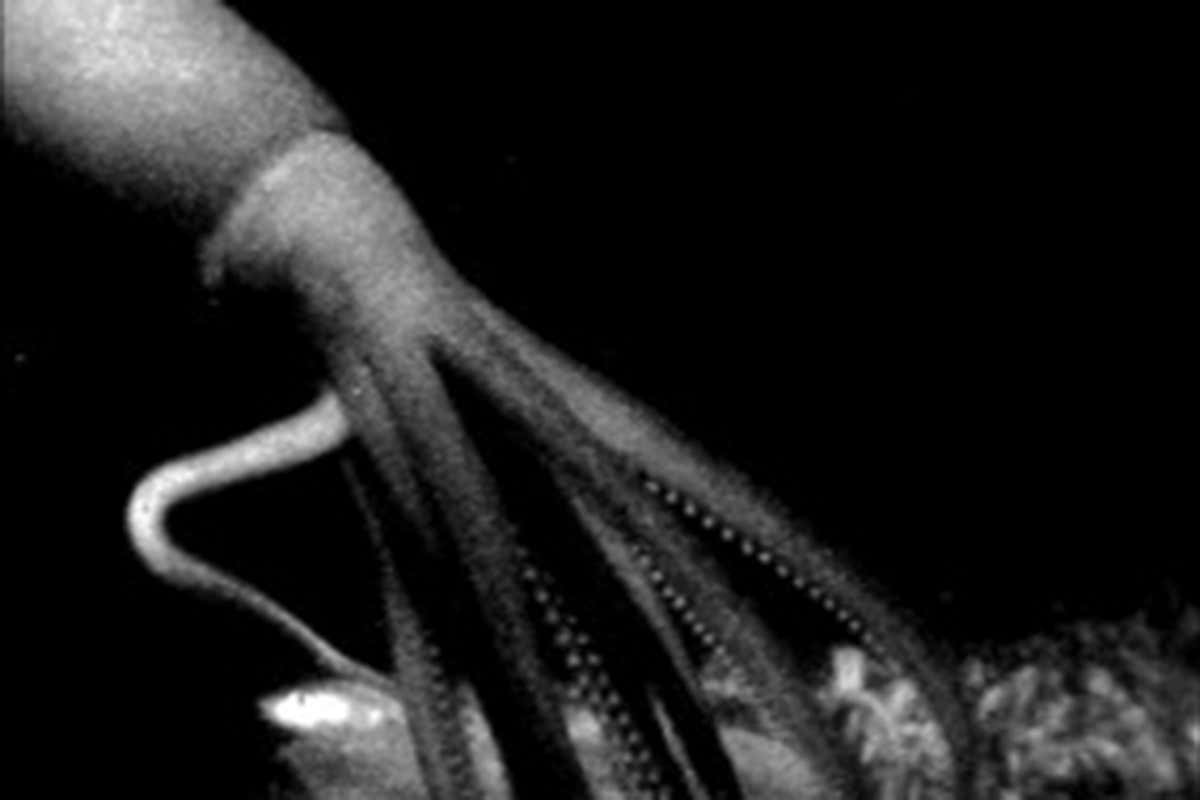 Rare video of giant squid reveals it stalks jellyfish in deep water