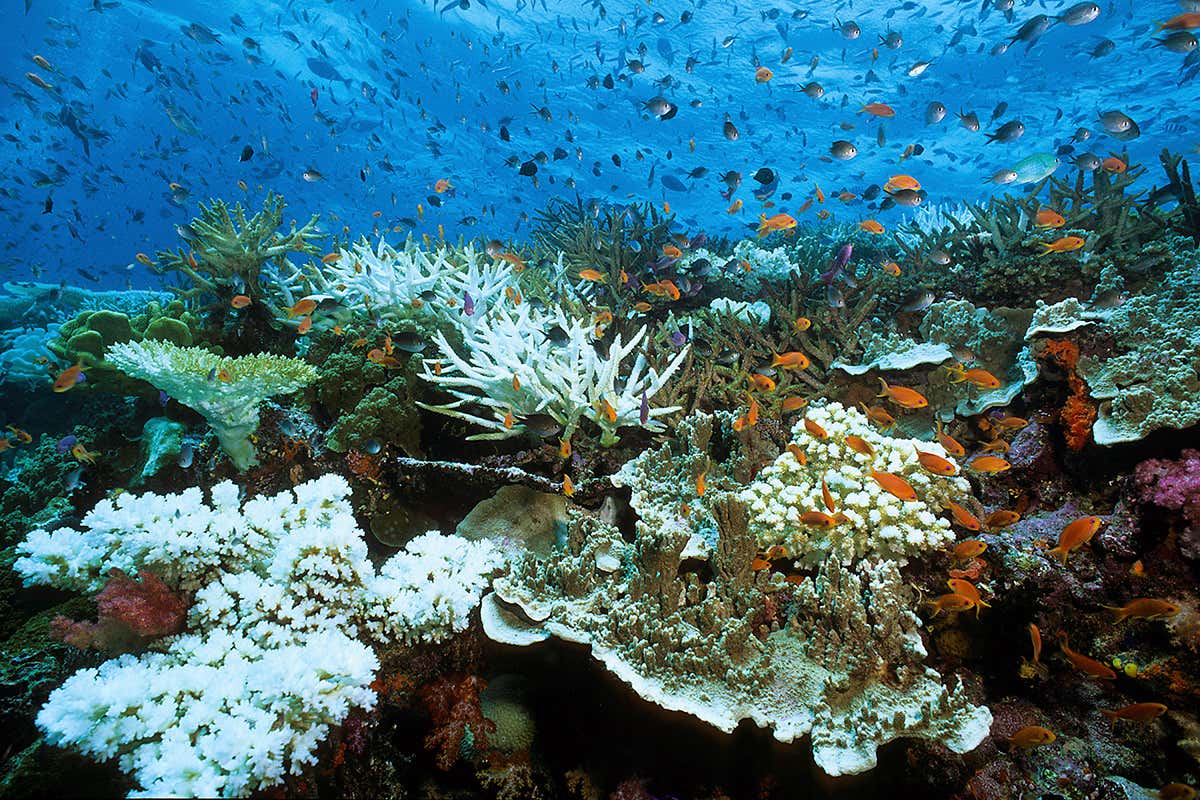 coral reef