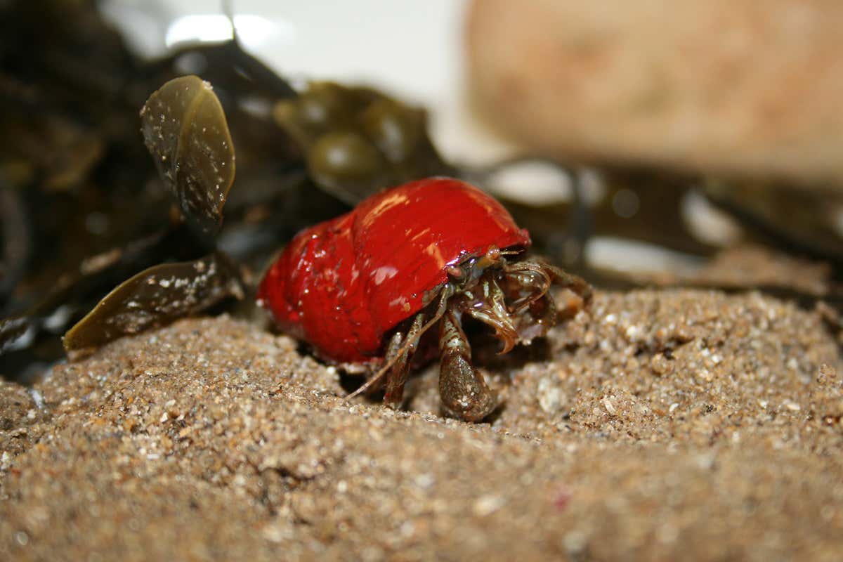 Hermit crabs choose by colour when selecting a new shell for a home