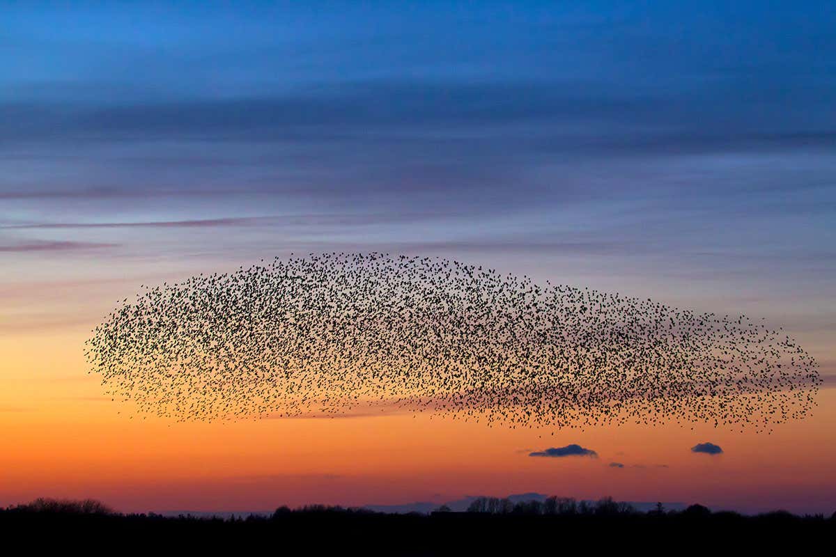 starlings