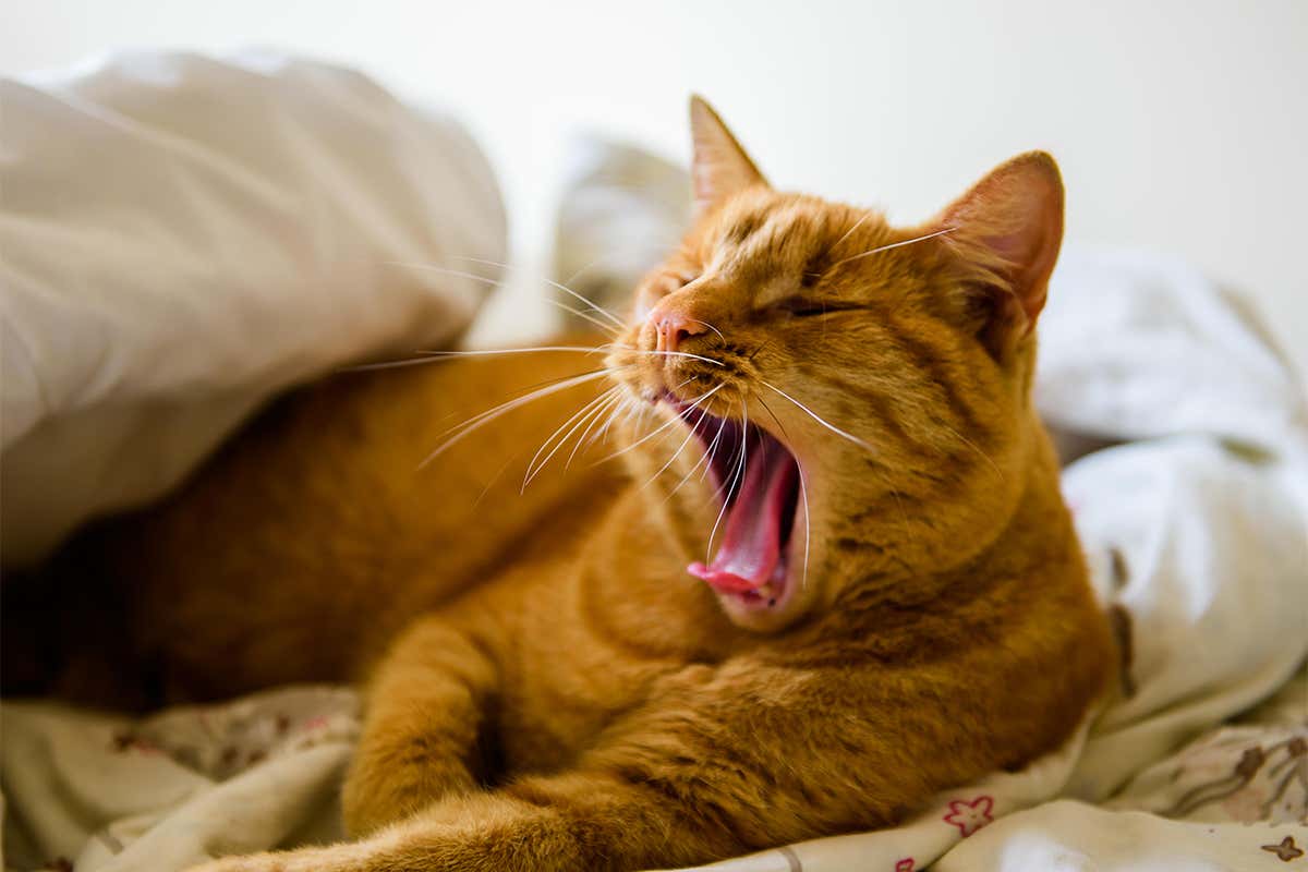 cat yawning