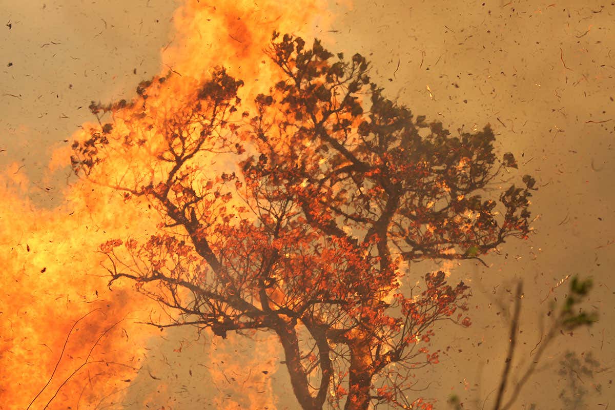 Major 2015 wildfires in central Amazon killed a quarter of vegetation