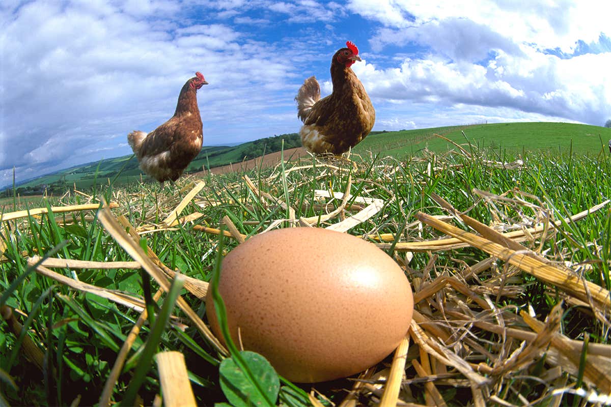 What came first the chicken or the egg?