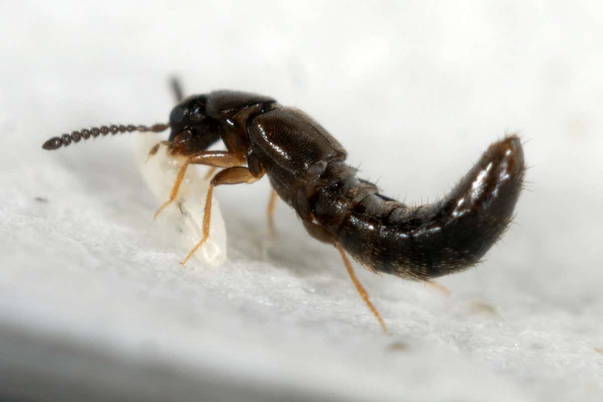 Toxic beetle’s genetics reveals how evolution makes new organs