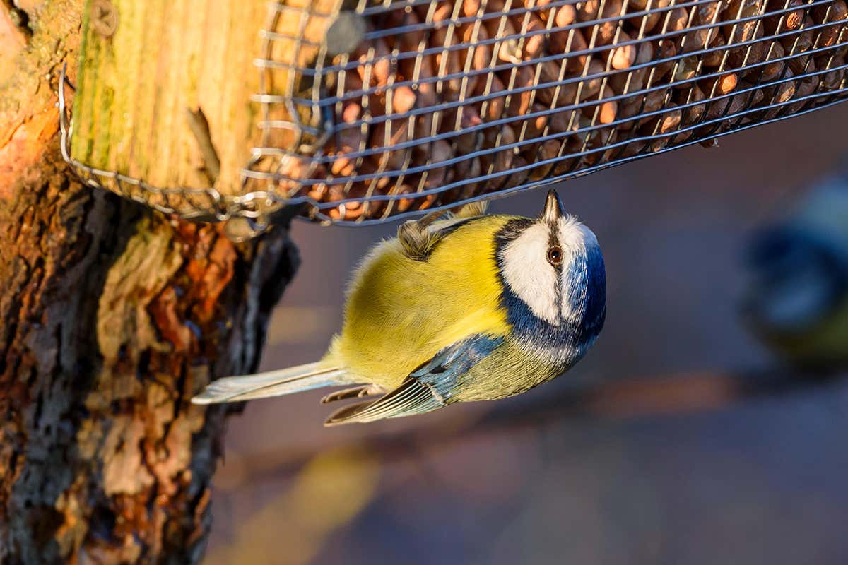 blue tit