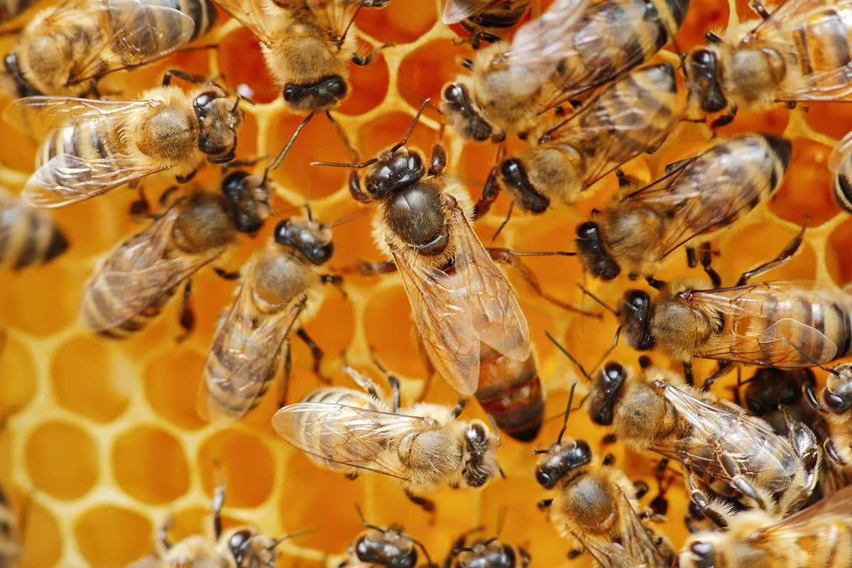 New Scientist. Science news and long reads from expert journalists, covering developments in science, technology, health and the environment on the website and the magazine.