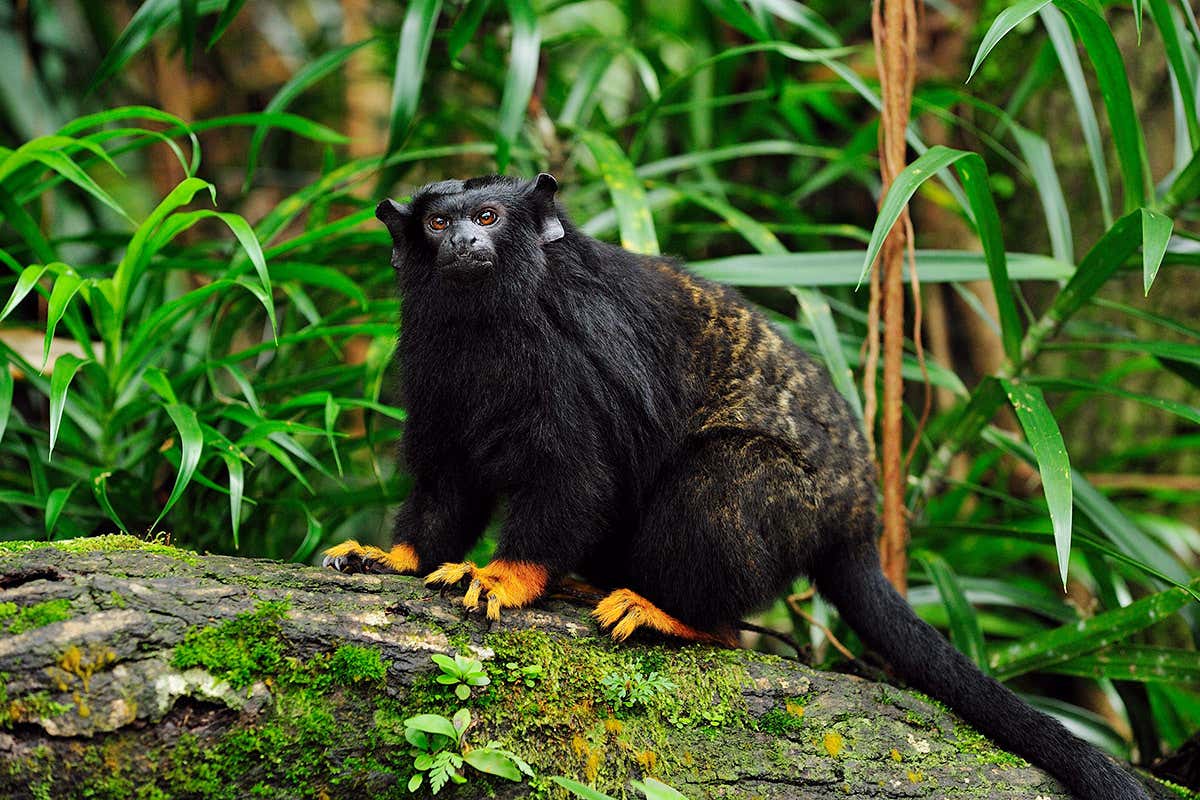 tamarin