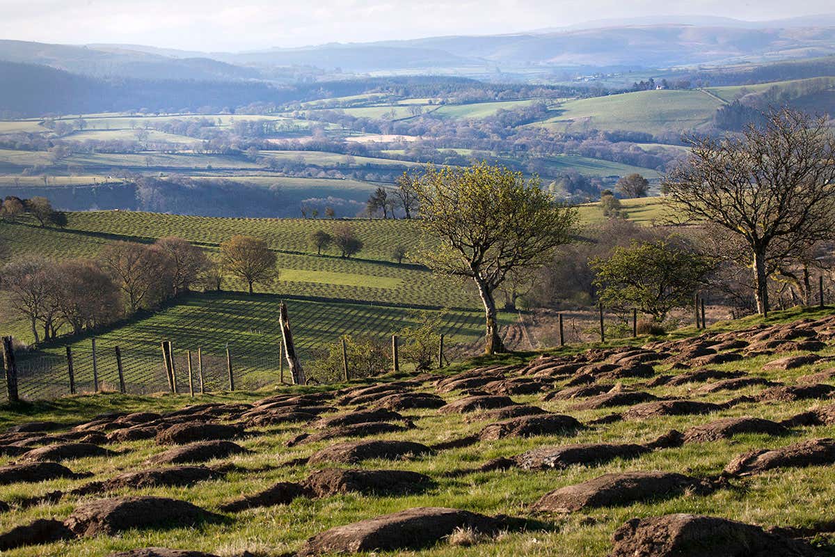 Soil microbe transplant could improve tree growth and remove more CO2