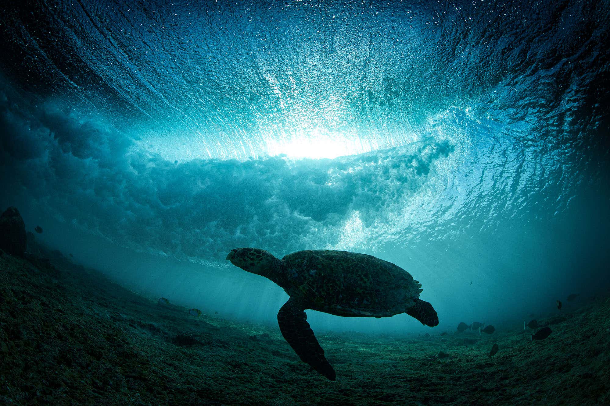 New Scientist. Science news and long reads from expert journalists, covering developments in science, technology, health and the environment on the website and the magazine.