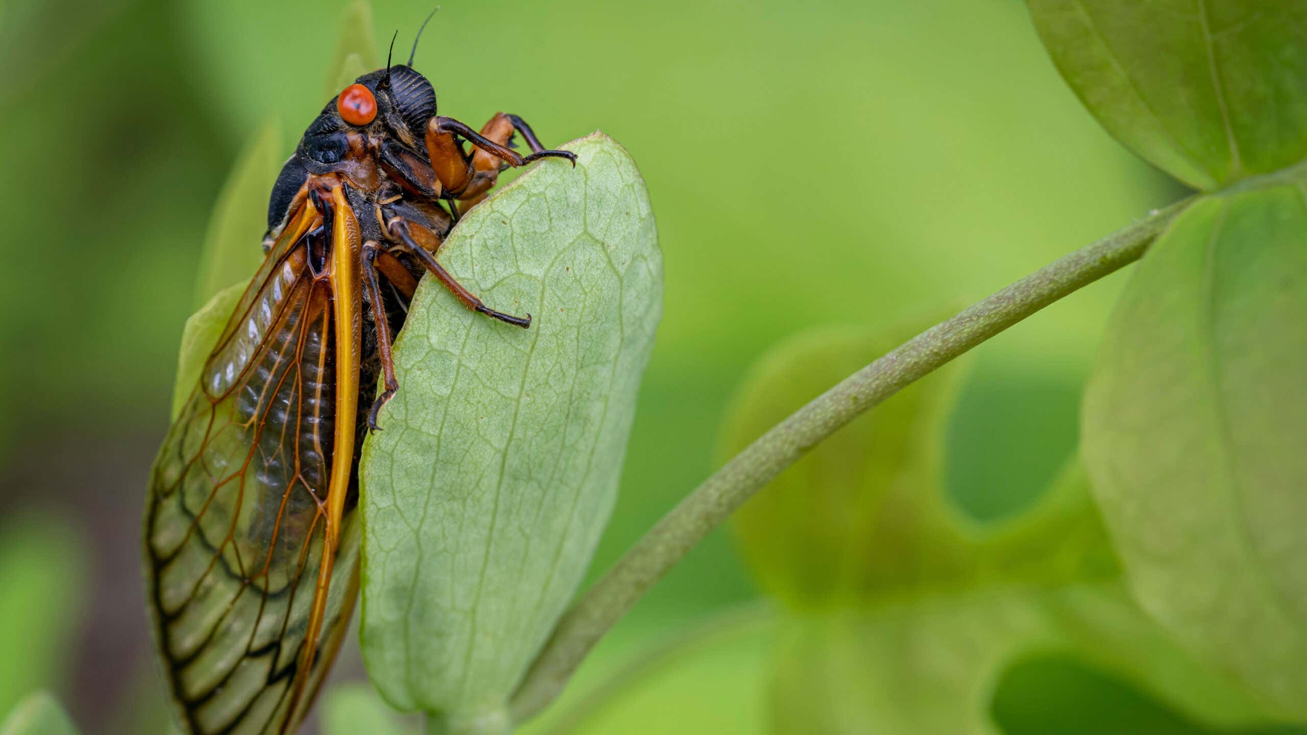 Brood X cicadas