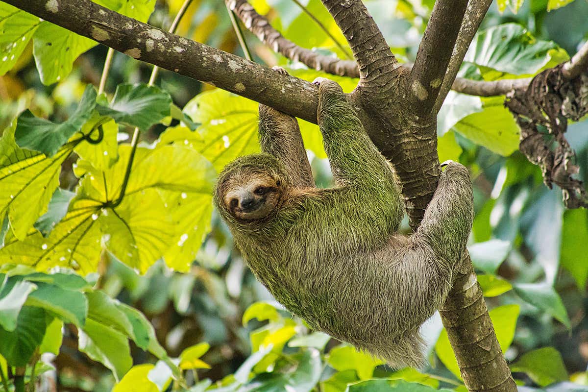 Why are there no green mammals?