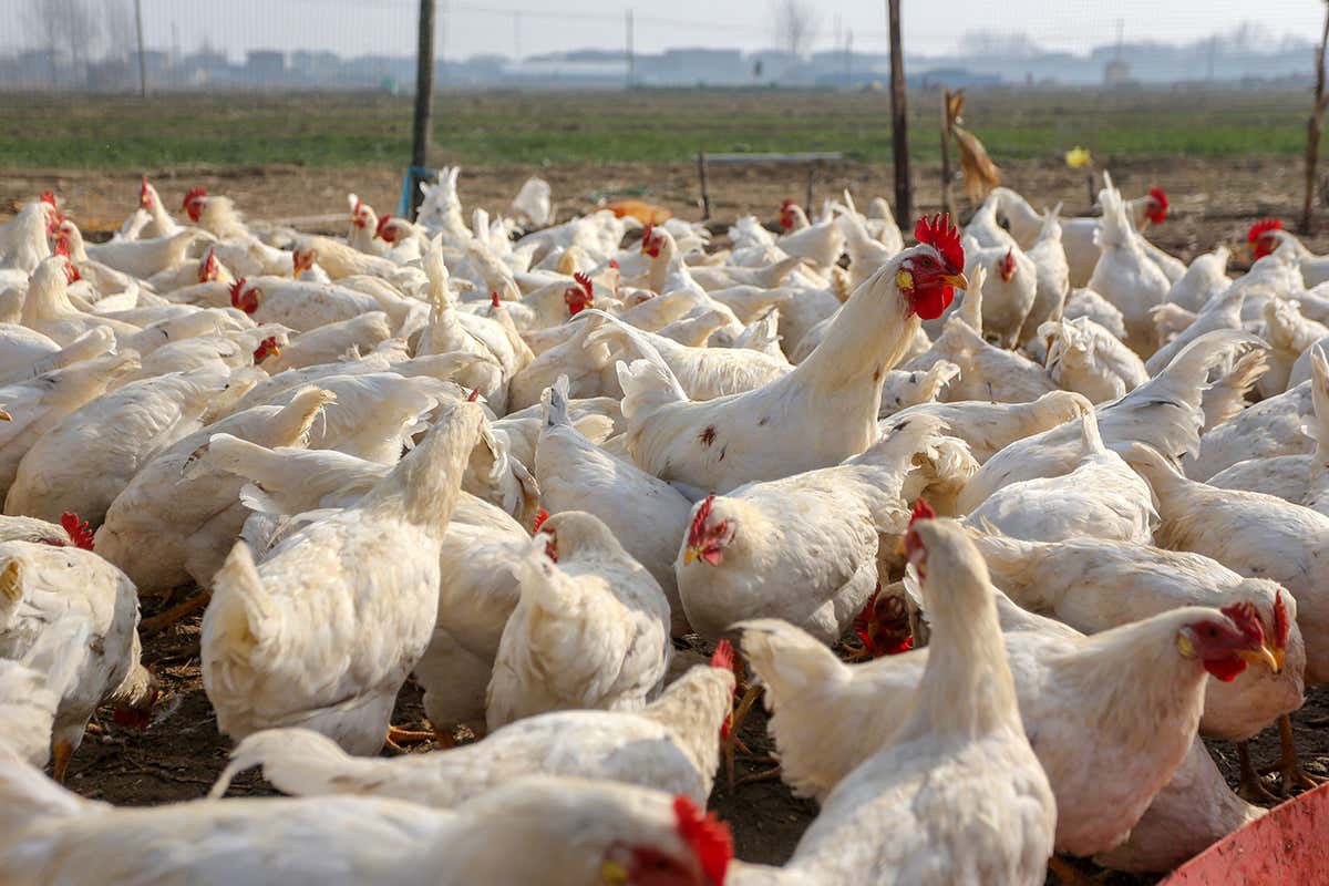 First human case of H10N3 bird flu strain reported in China