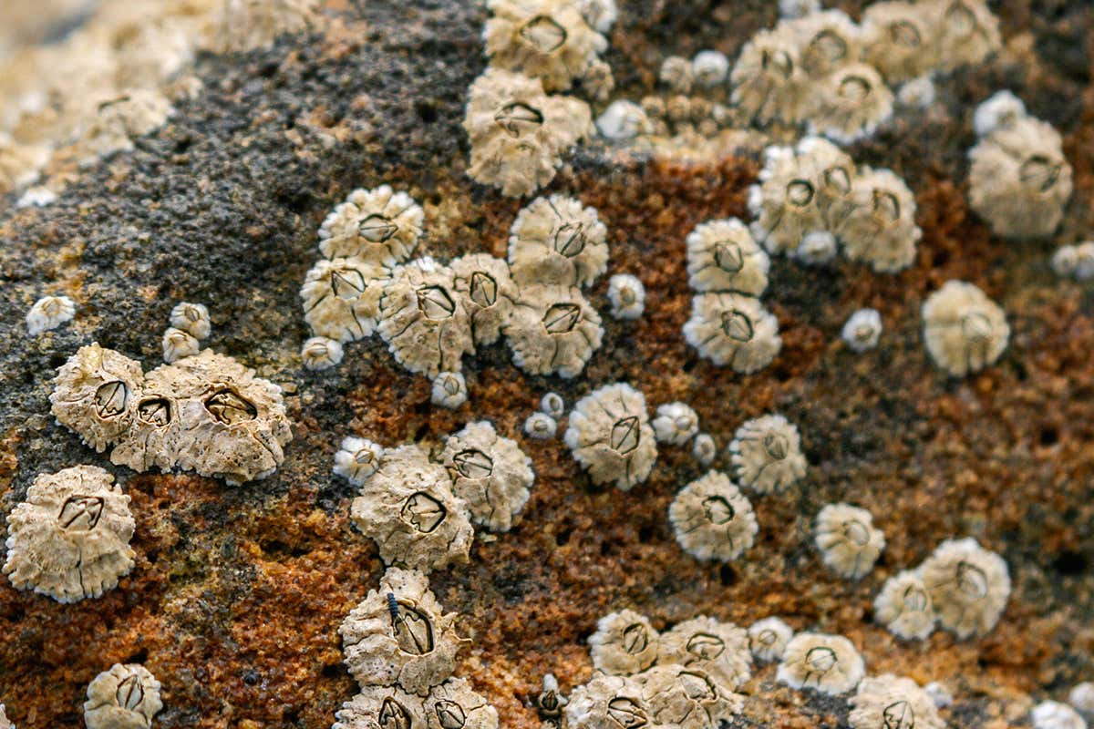 barnacles