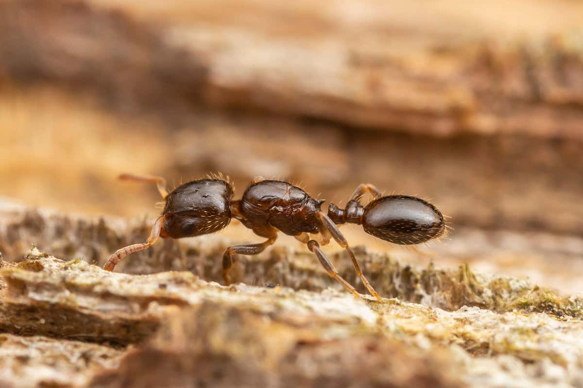 Parasitic ants keep evolving to lose their smell and taste genes