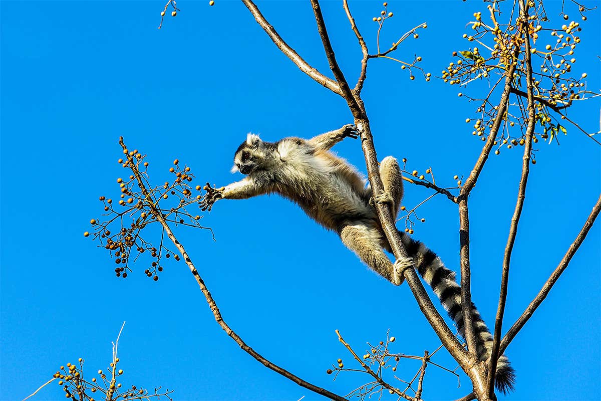 A ring-tailed lemur, endemic to Madagascar