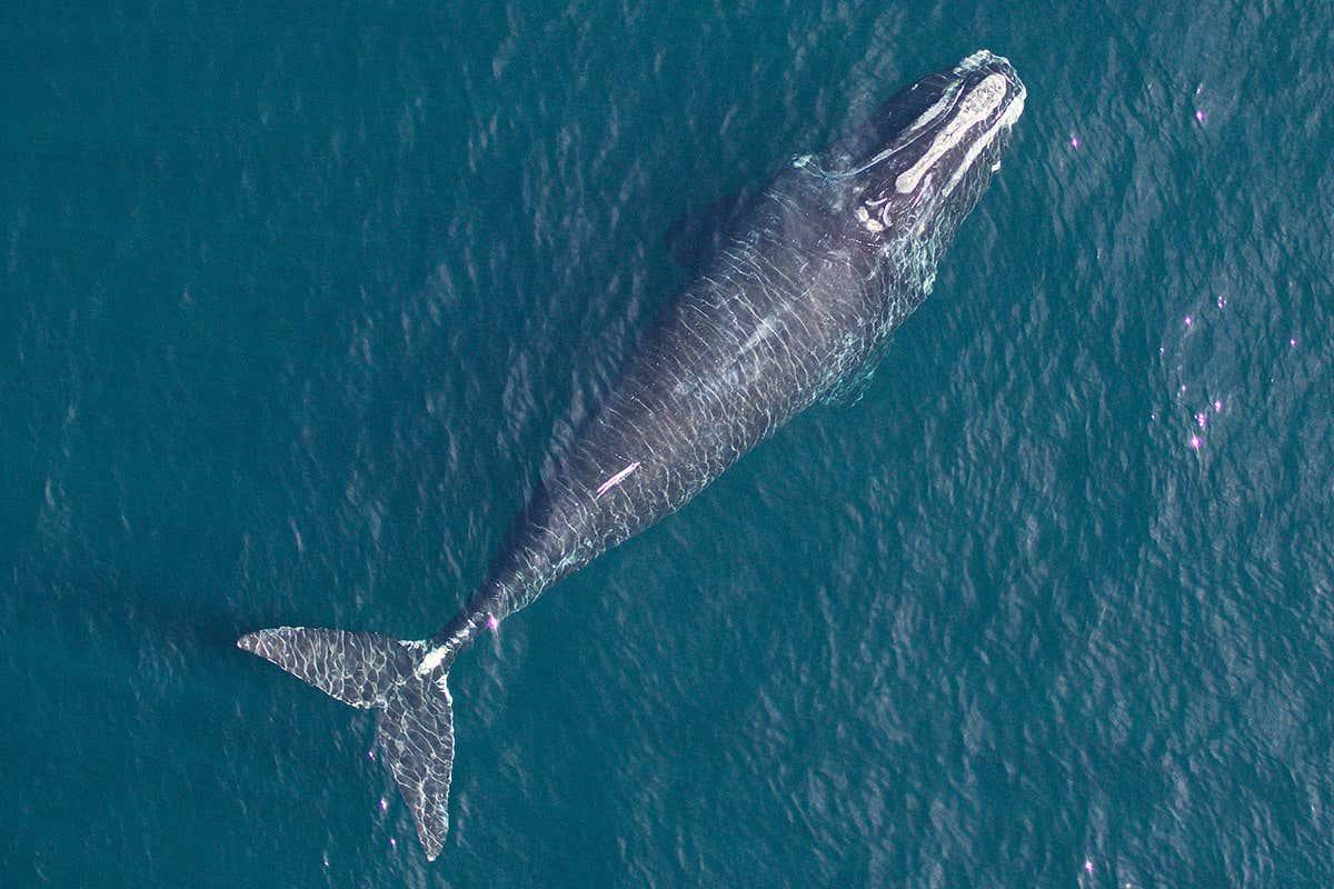 right whale