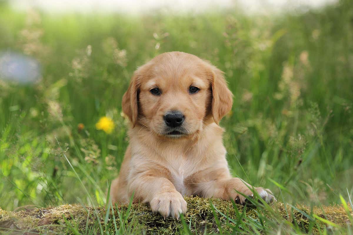 Golden retriever puppy