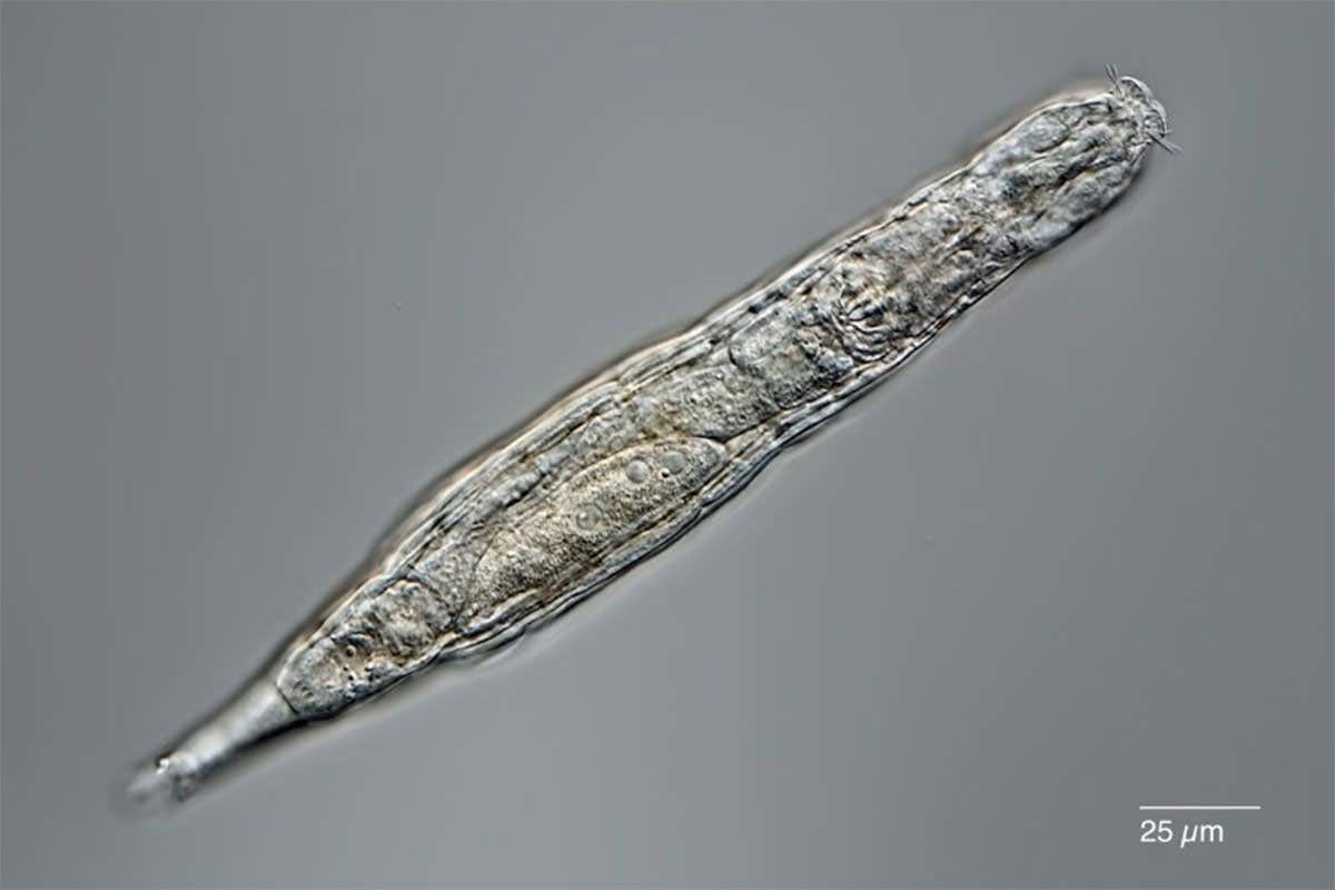 rotifer