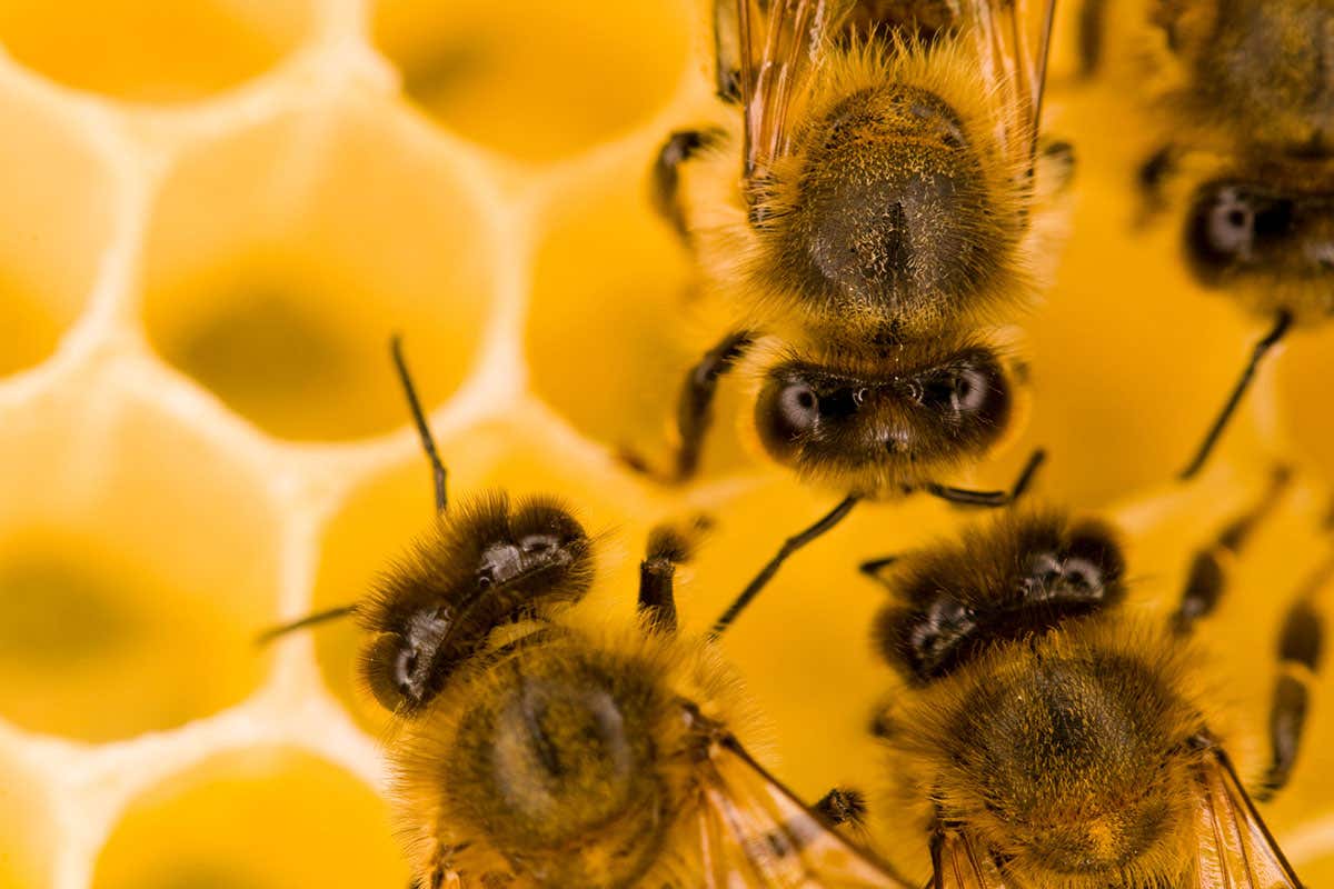 Why do bees make honey?