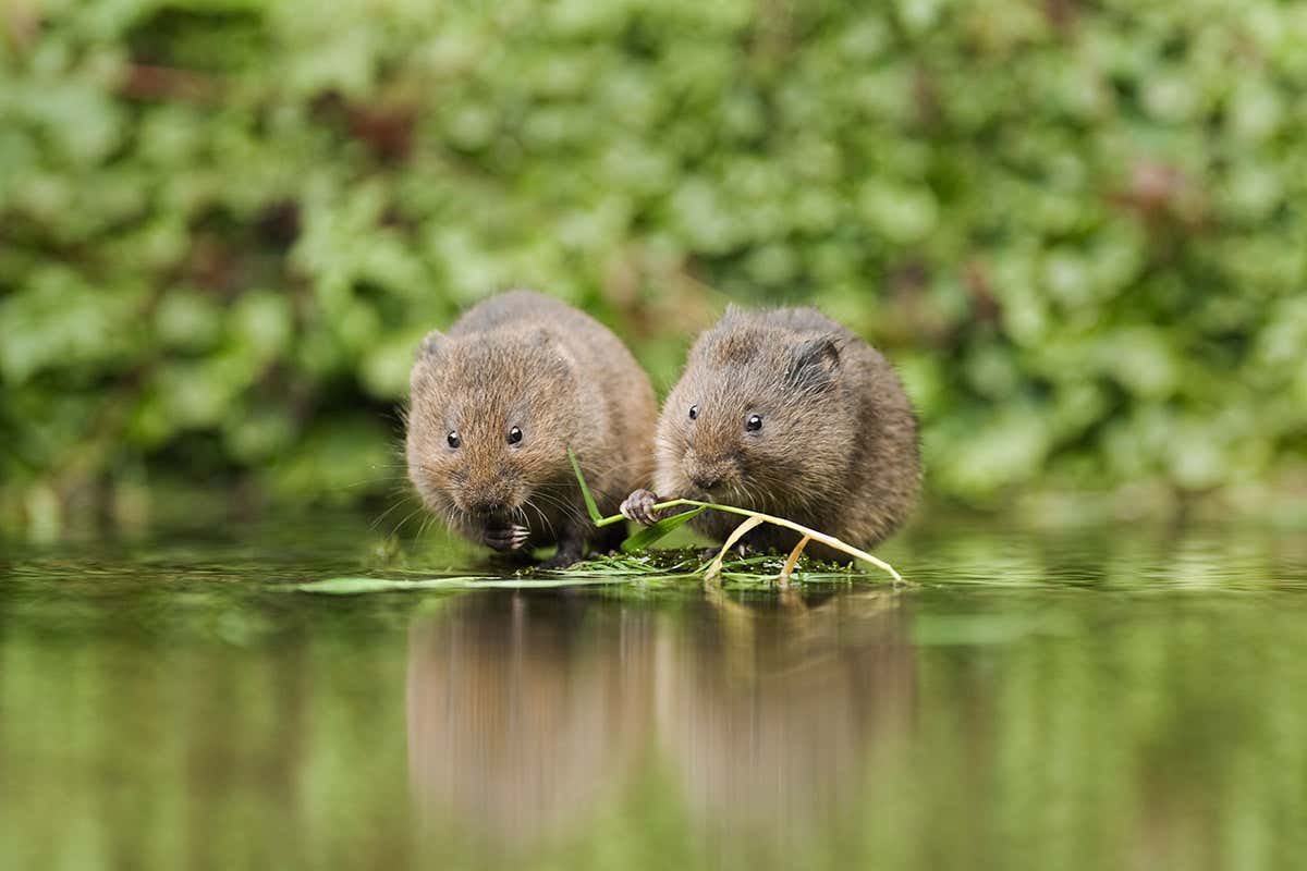 Water voles released in Yorkshire in boost to endangered species