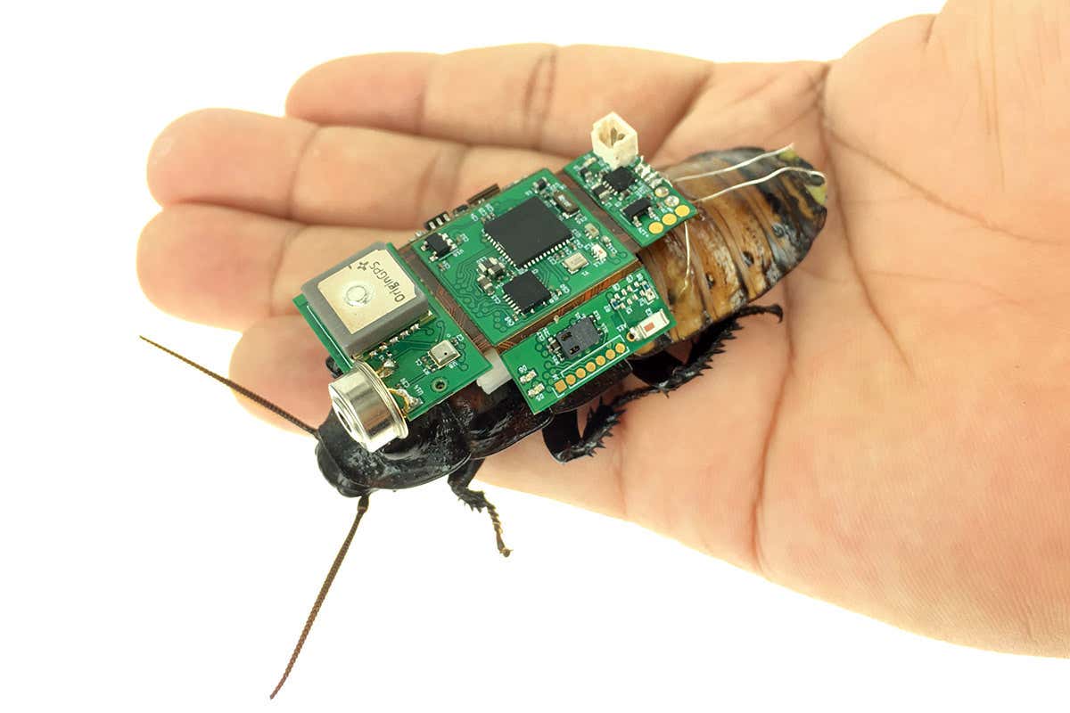 Cyborg cockroach with camera ‘backpack’ can be steered remotely
