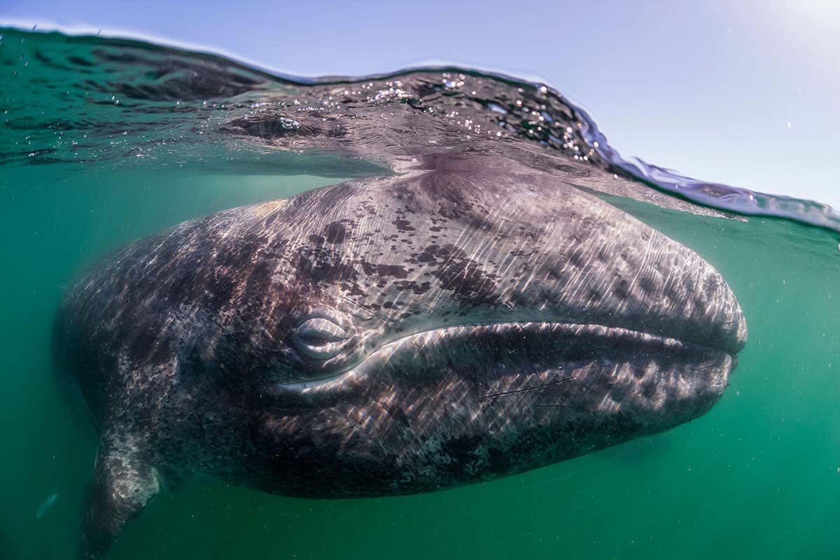 Grey whale