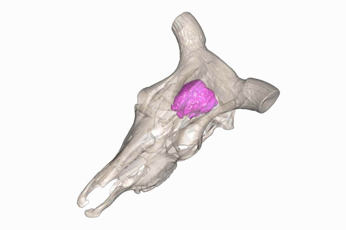 Cattle that spend more time around humans have smaller brains
