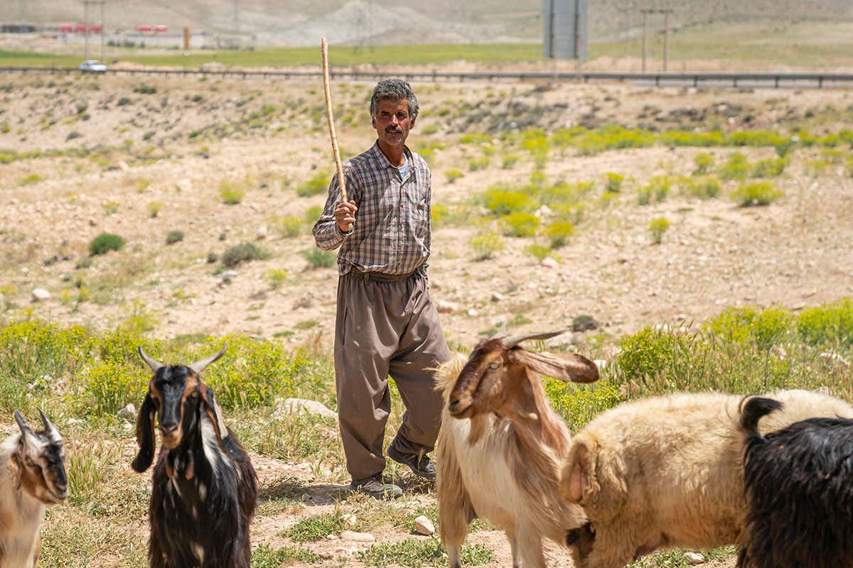 Goats were first domesticated in western Iran 10,000 years ago