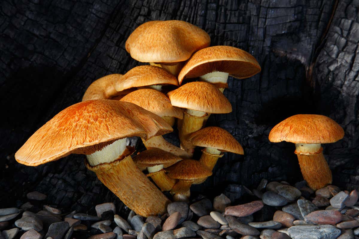 New Scientist. Science news and long reads from expert journalists, covering developments in science, technology, health and the environment on the website and the magazine.