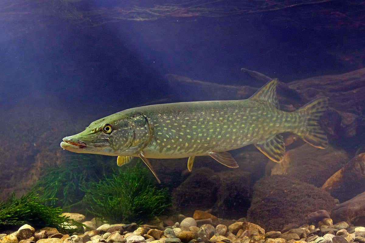 pike