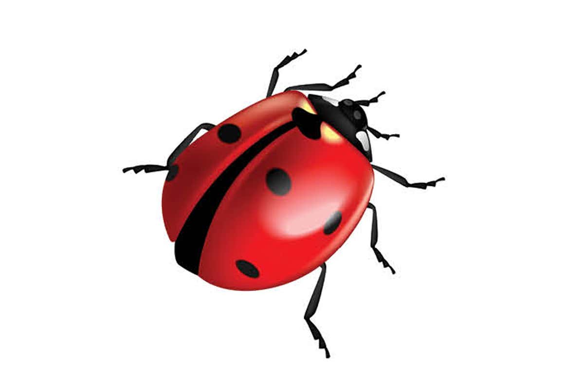 Puzzle #117: Should a dad gamble on winning a ladybug cushion?
