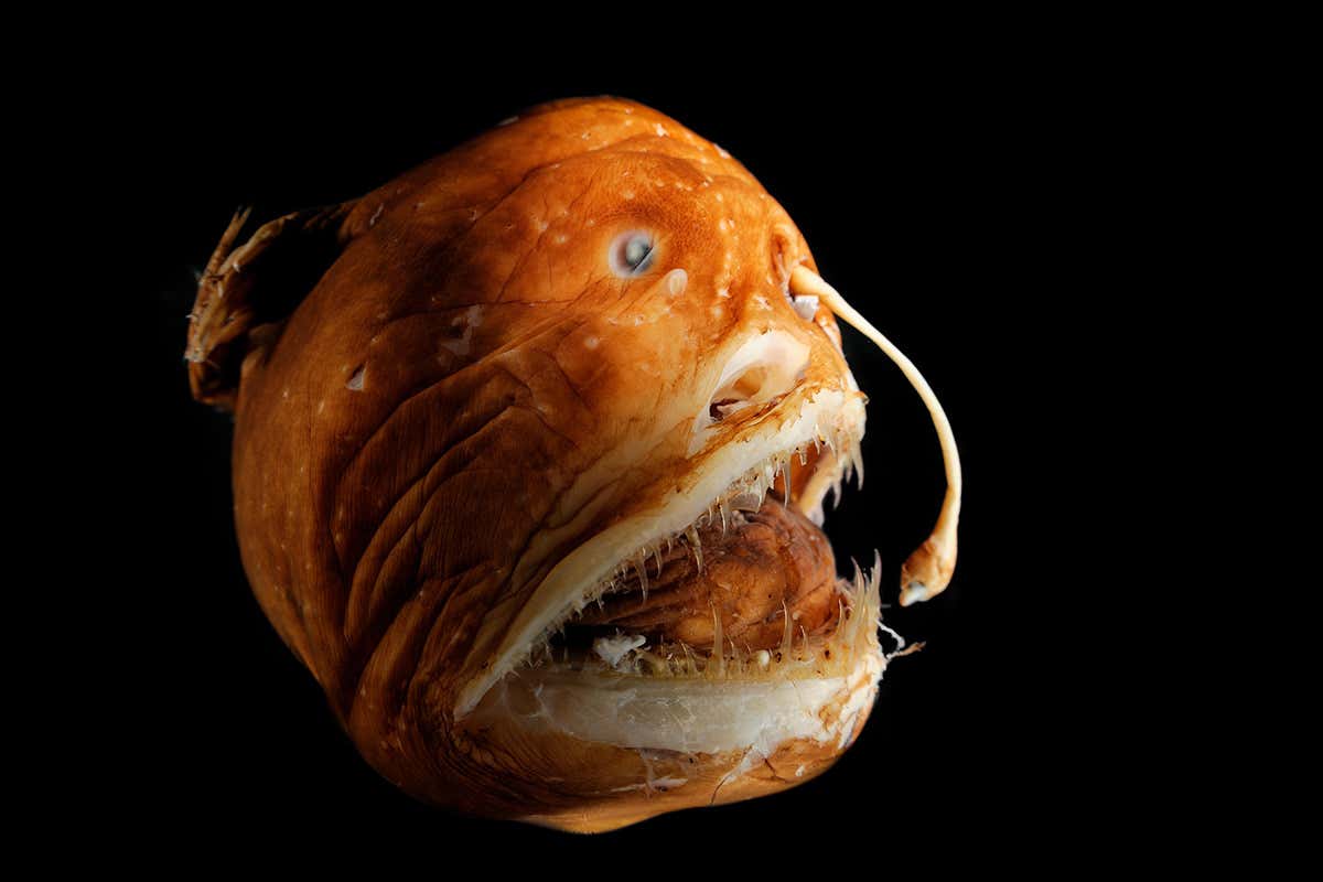The deep sea hosts twice as many shapes of fish as shallow waters