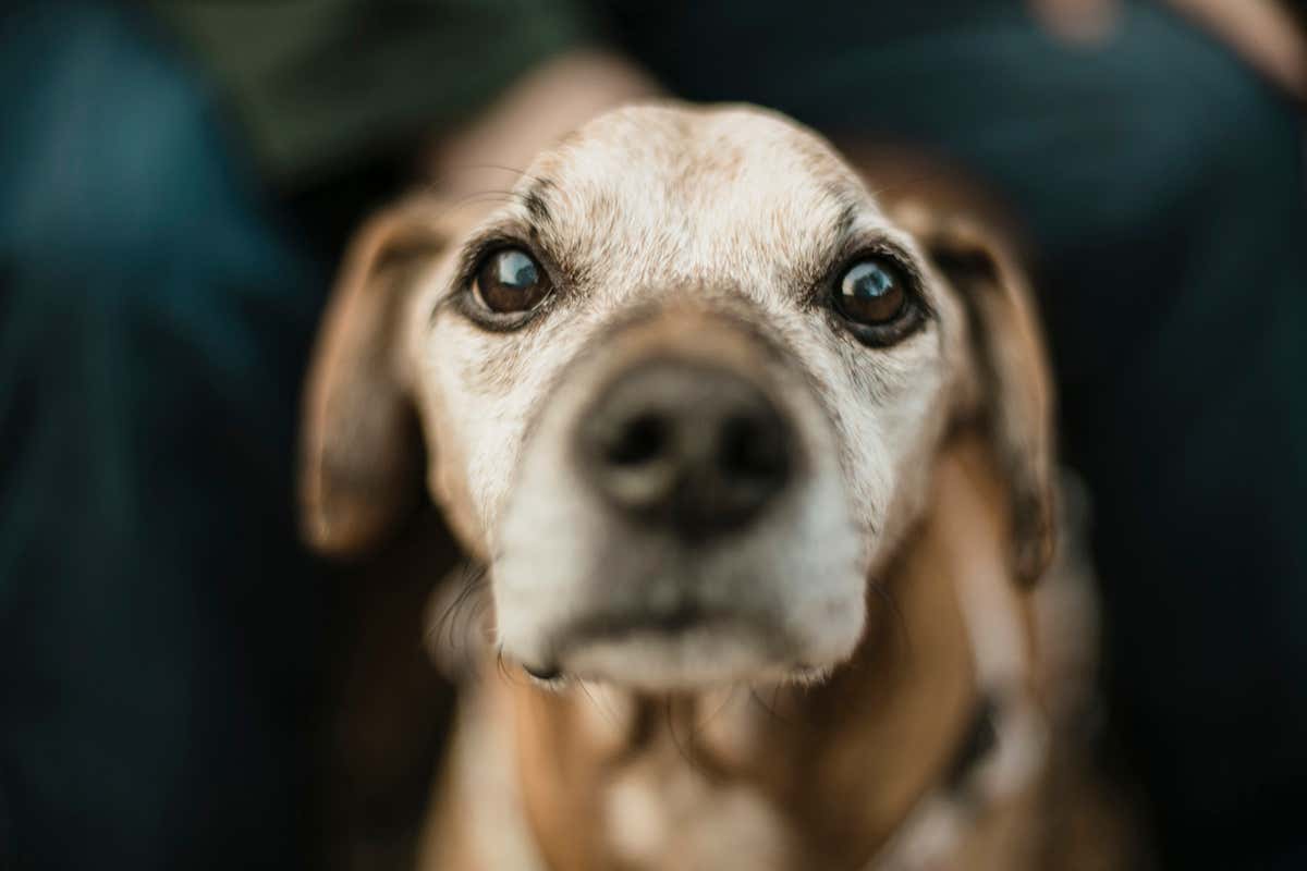 A dog looks directly at the camera
