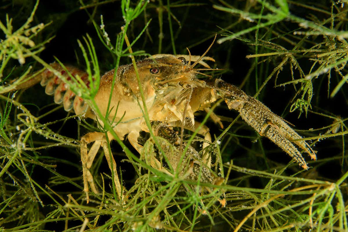 Crayfish