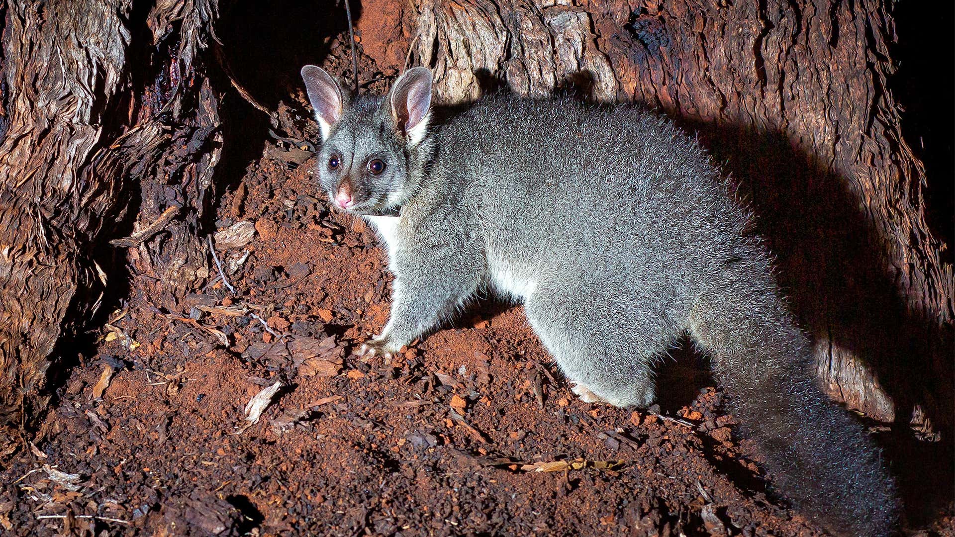 Brushtail Possum