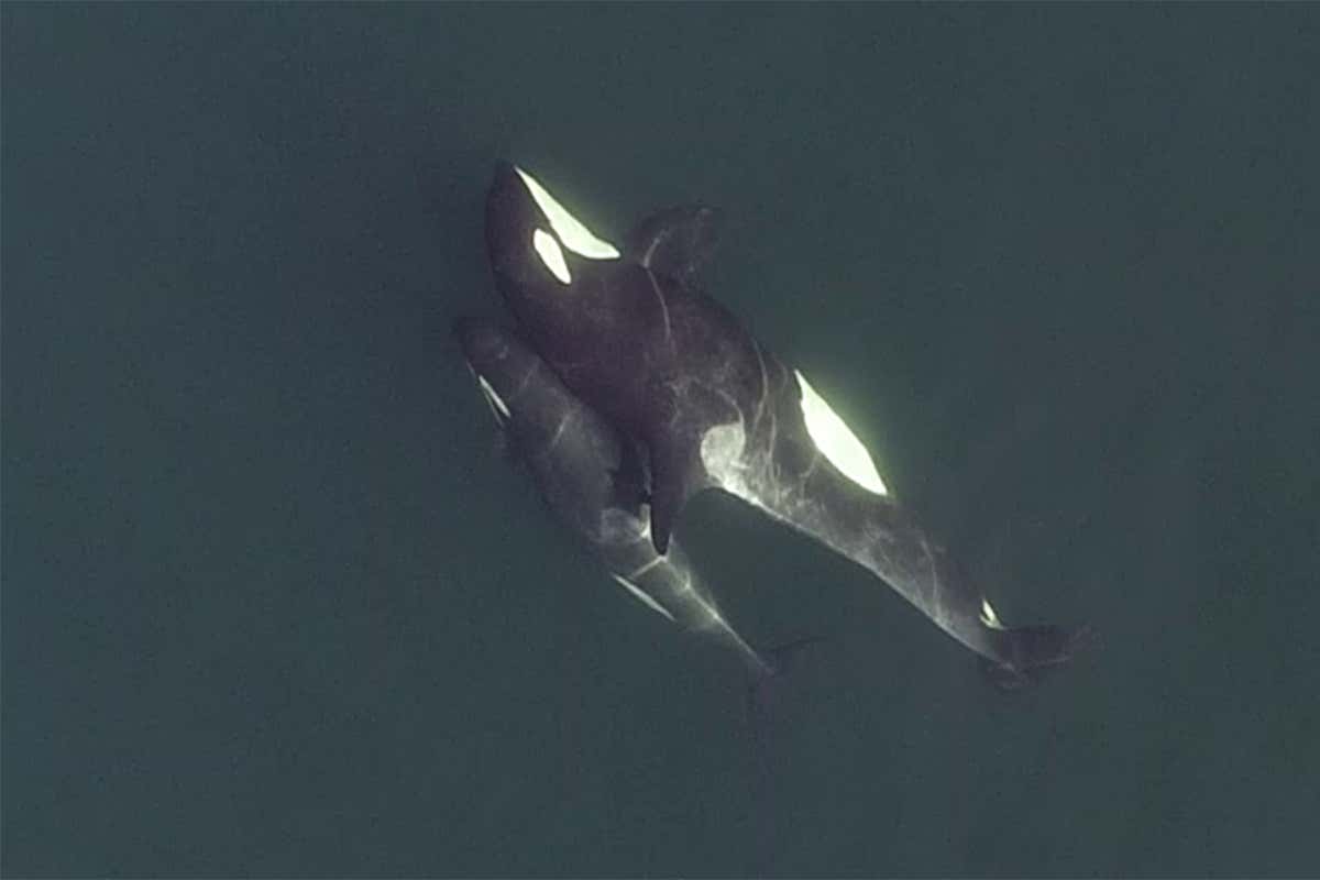 Complex social lives of orcas revealed by drone observations