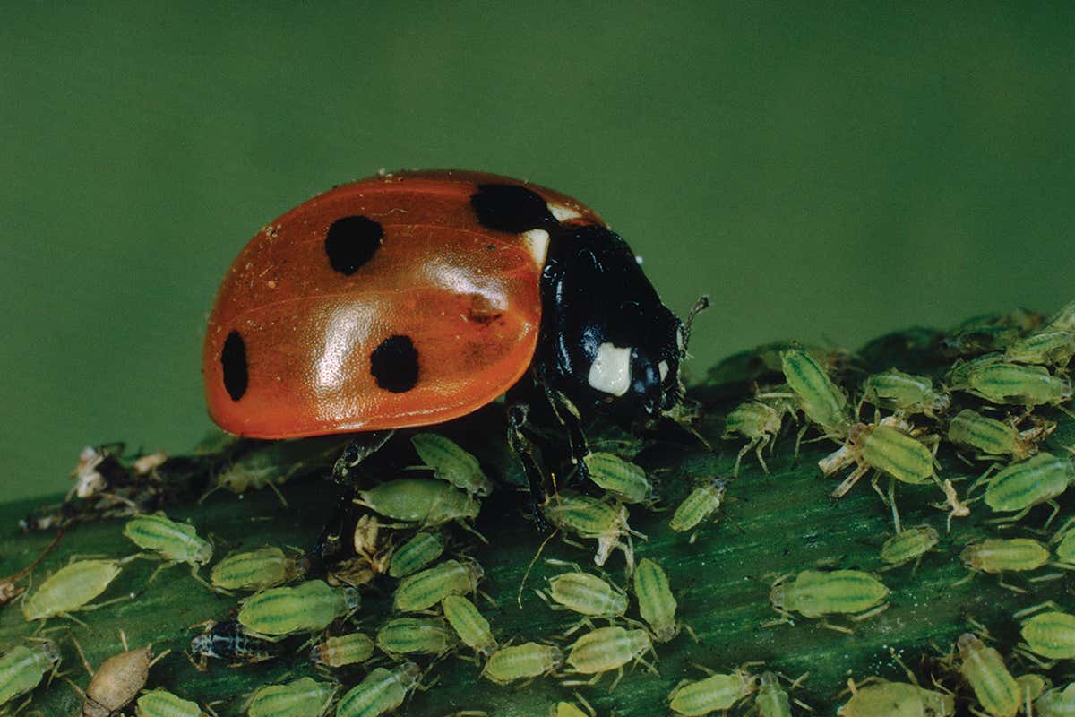 New Scientist. Science news and long reads from expert journalists, covering developments in science, technology, health and the environment on the website and the magazine.